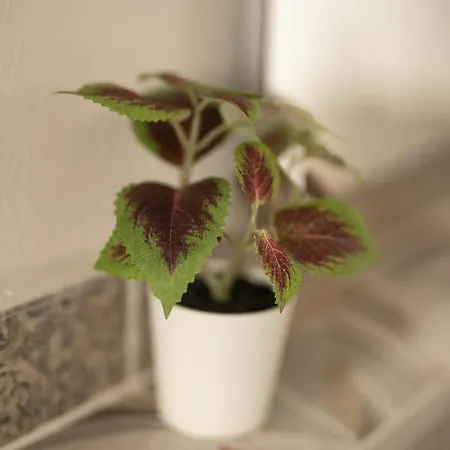 Le Stelle Della Spezia La Spezia