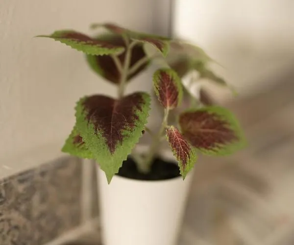 Le Stelle Della Spezia La Spezia